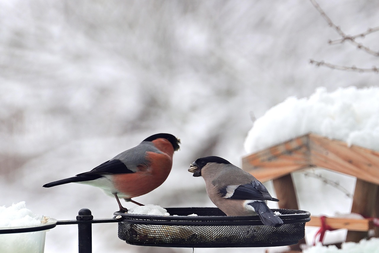 birds-7744205_1280.jpg