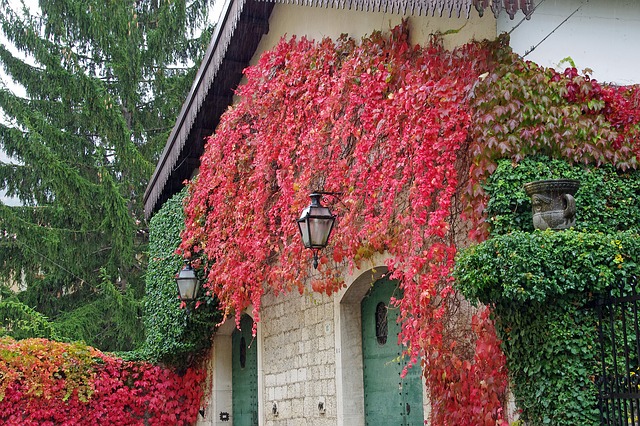 Popinave Dreviny